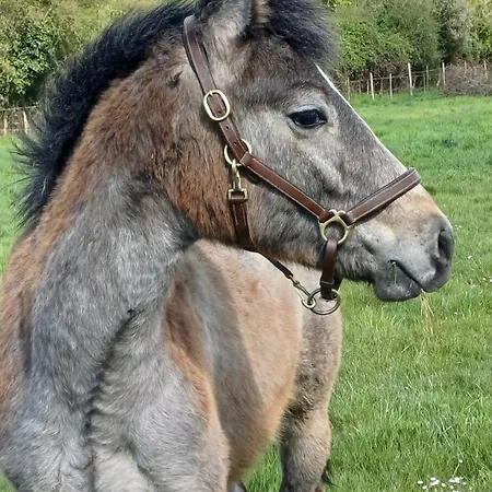 بيت للعطل O'pix