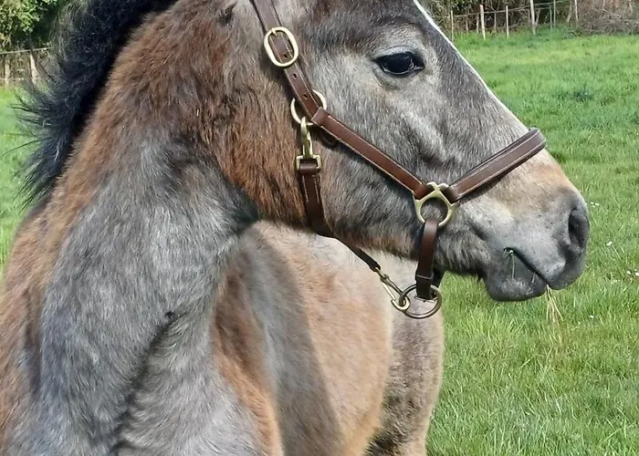 Prázdninový dům O'pix